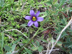 Sisyrinchium scabrum