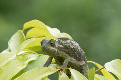 Chamaeleo dilepis