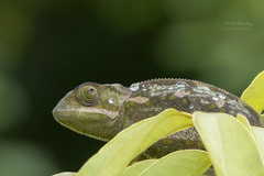 Chamaeleo dilepis