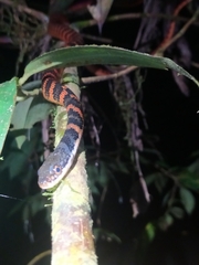 Barred Keelback photo 3