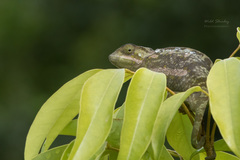Chamaeleo dilepis