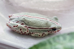 Hyperolius marmoratus