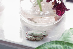 Hyperolius marmoratus