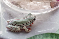 Hyperolius marmoratus