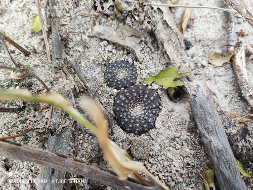 Frailea cataphracta