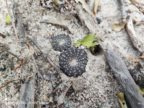 Frailea cataphracta