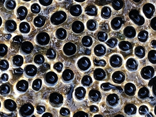 Dodecaceria pacifica