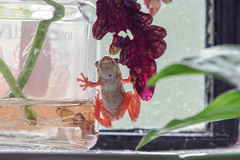 Hyperolius marmoratus