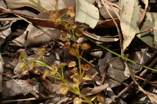 Image of Drosera stolonifera by (c) Greg Tasney, some rights reserved (CC BY-SA)