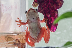 Hyperolius marmoratus