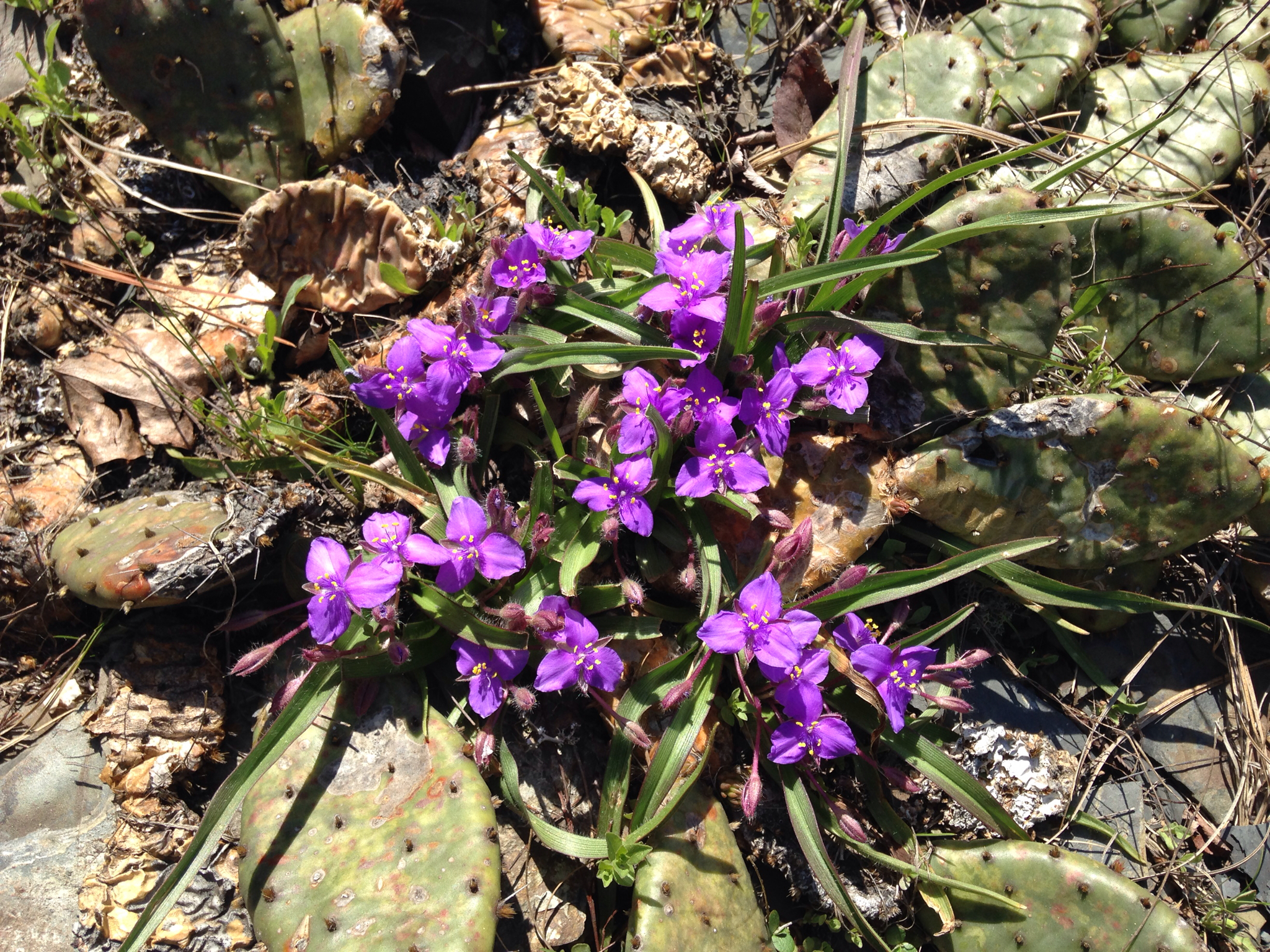 Tradescantia longipes