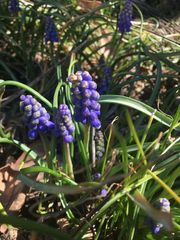 Muscari neglectum