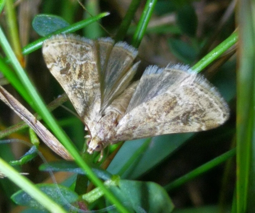 Hellula undalis