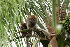 White-Eared Titi photo 2