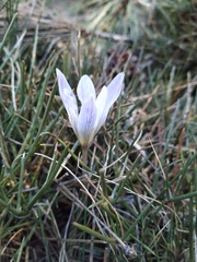 Crocus nevadensis