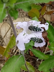 Acmaeodera ornata