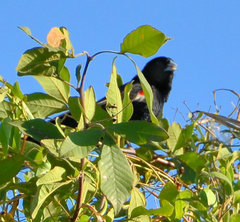 Euplectes progne progne