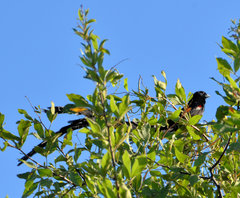 Euplectes progne progne