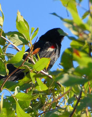 Euplectes progne progne