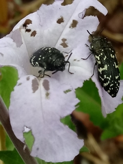 Acmaeodera ornata