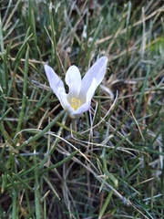 Crocus nevadensis