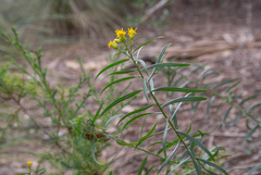 Euthamia weakleyi