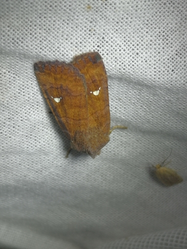 Eupsilia transversa