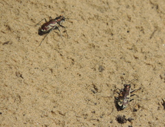Cicindela lengi