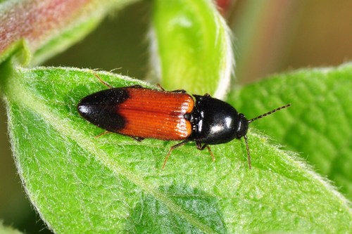 belted click beetle, photo 2 of 9