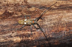Batocera celebiana