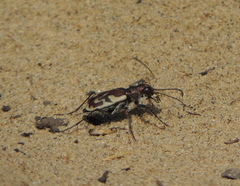 Cicindela lengi