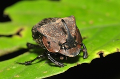 Phanaeus chalcomelas