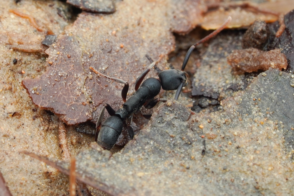 Platythyrea quadridenta
