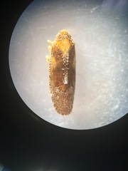 Synecdoche nemoralis