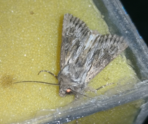 Aporophyla australis