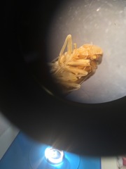 Synecdoche nemoralis