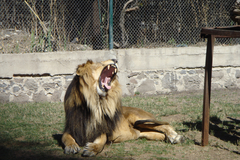 Animalia