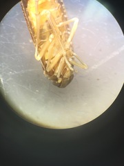 Synecdoche nemoralis