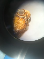 Synecdoche nemoralis