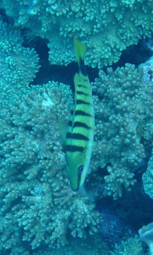 Black-banded Snapper