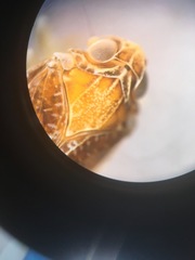 Synecdoche nemoralis
