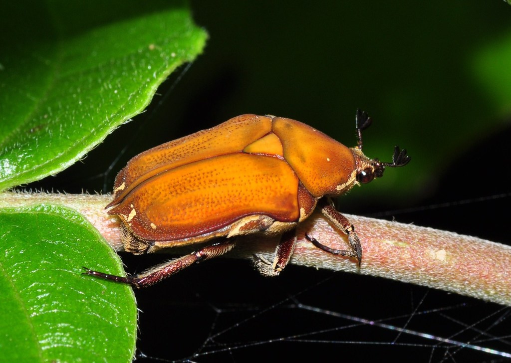 Netociomima
