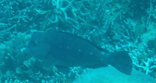 Bumphead Parrotfish (Bolbometopon muricatum)