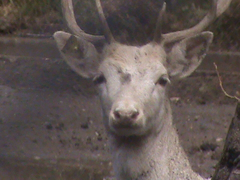 Animalia