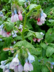 Symphytum brachycalyx