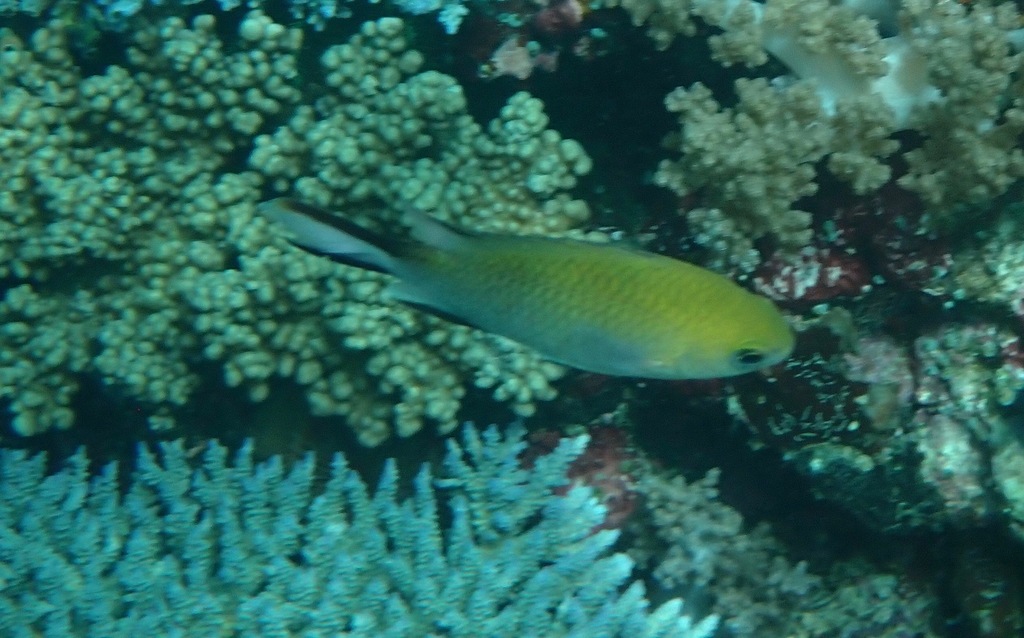 Philippines Chromis