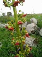Scrophularia rubricaulis