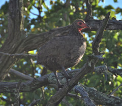 Pternistis swainsonii swainsonii