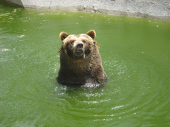 Animalia