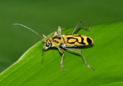 Chlorophorus annularis